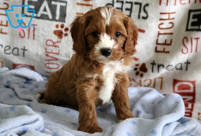 Riggs Cavapoo