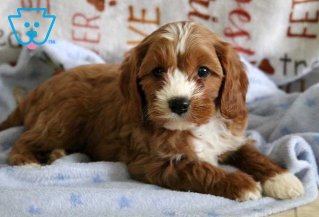 Riggs Cavapoo2