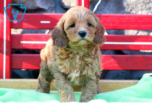 Ringo Cavapoo