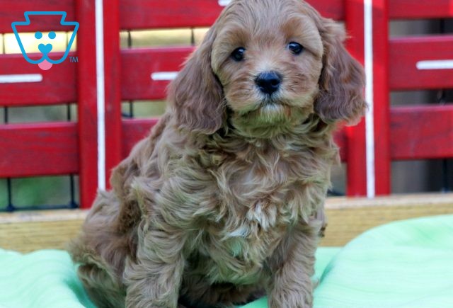 Ringo Cavapoo2