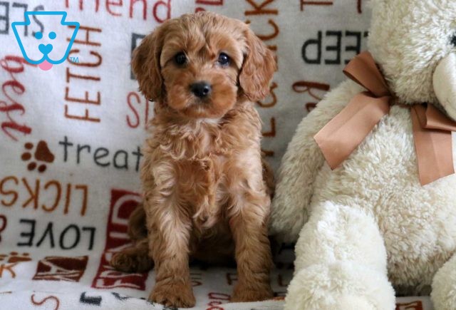 Robin Cavapoo