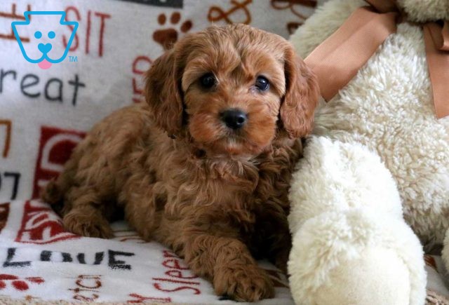 Robin Cavapoo2