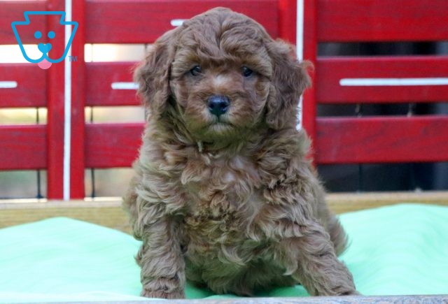 a cavapoo puppy for sale