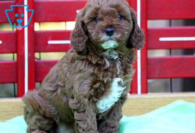 Rosie Cavapoo