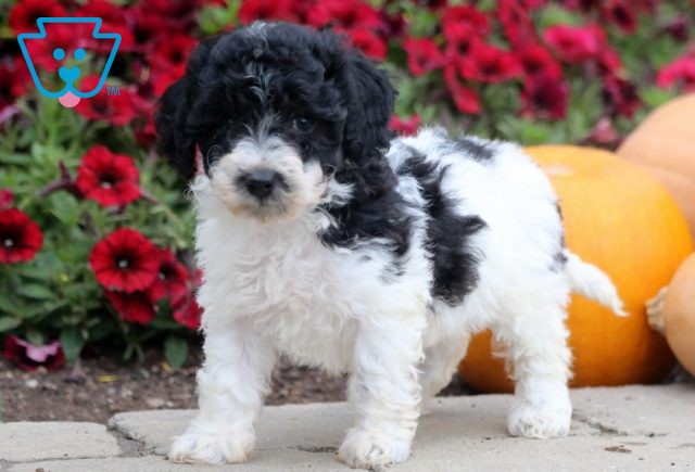 Roxy Mini Poodle2