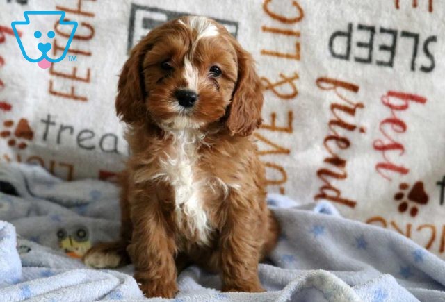 Ruffles Cavapoo