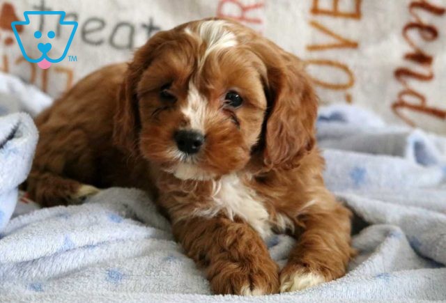 Ruffles Cavapoo2