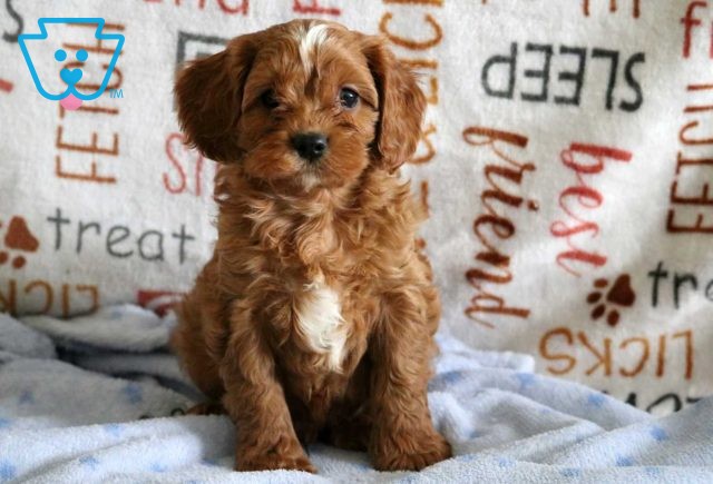 Russel Cavapoo