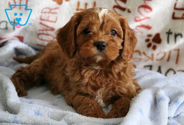 Russel Cavapoo.2