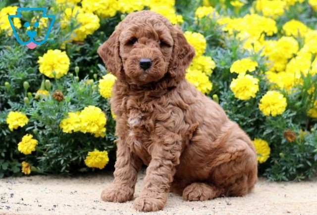 a mini goldendoodle puppy for sale