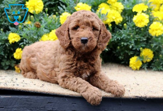 Ruth Mini Goldendoodle2