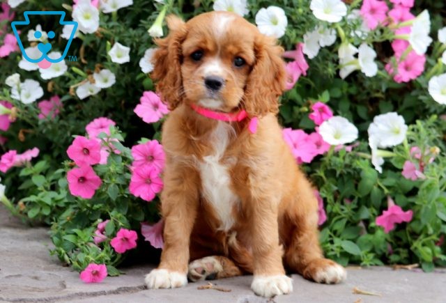 Rylie Cavapoo 1-001