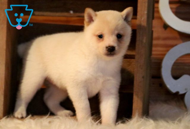 Sasha Shiba Inu Mix 1-001