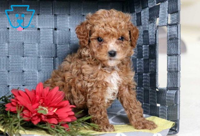 Scooby Toy Poodle