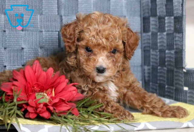 Scooby Toy Poodle2