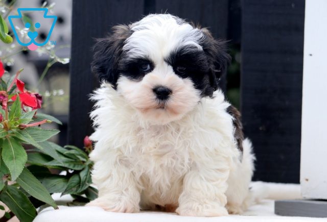 Scout Shihpoo 1-001