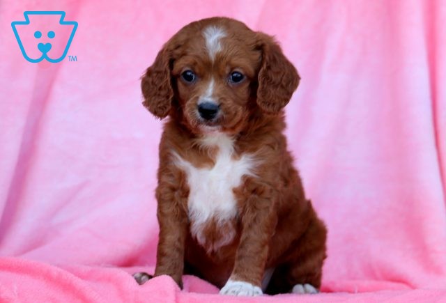 a cavapoo puppy for sale