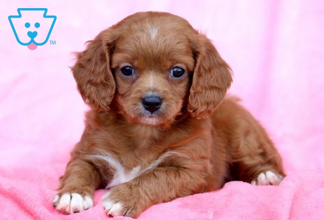 a cavapoo puppy for sale