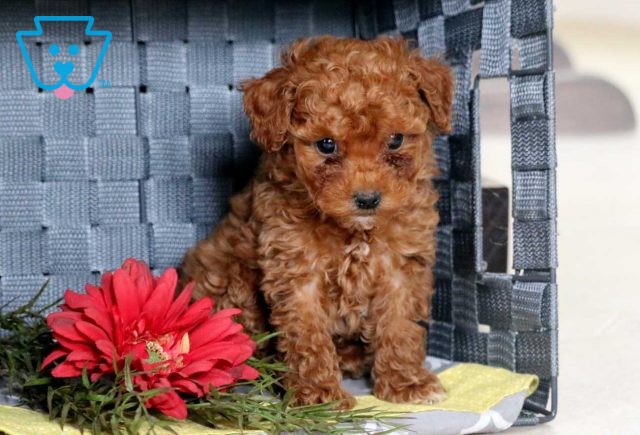 Star Toy Poodle