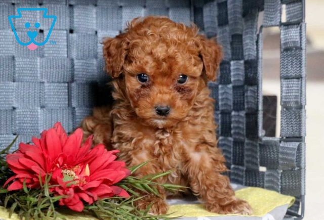 Star Toy Poodle2