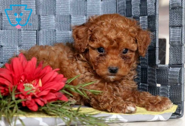 Star Toy Poodle3