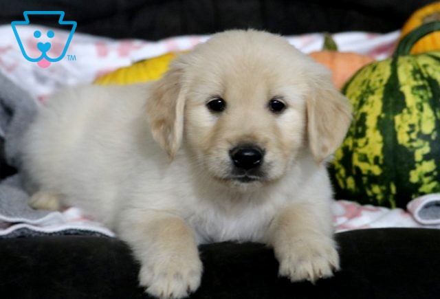 a golden retriever puppy for sale