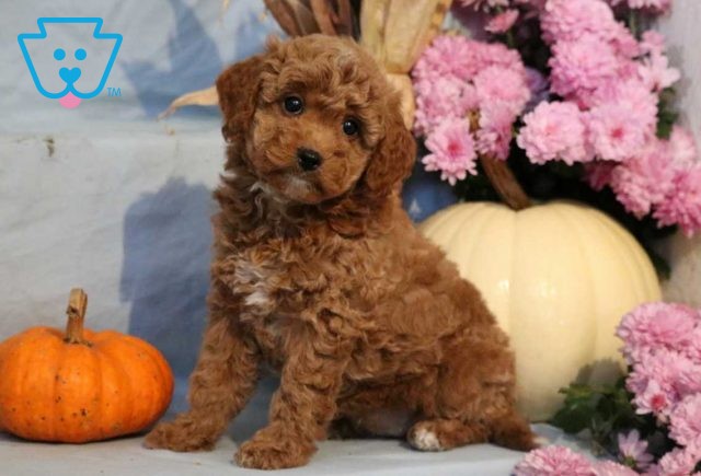 Sydney Yorkiepoo2