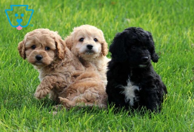 T litter Cockapoo Group-001