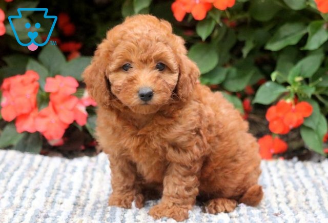 Tiny Mini Poodle 1-001