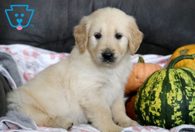 a golden retriever puppy for sale