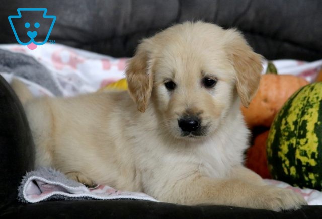 Tucker Golden Retriever 1-001