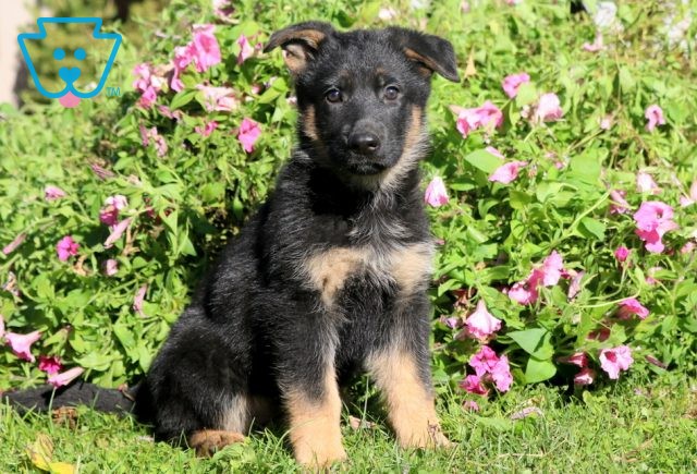 a german shepherd puppy for sale