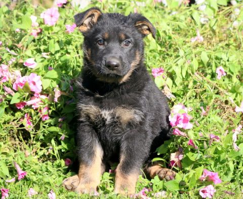 a german shepherd puppy for sale