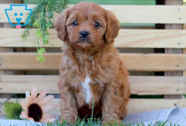 Benji Cavapoo 1-001