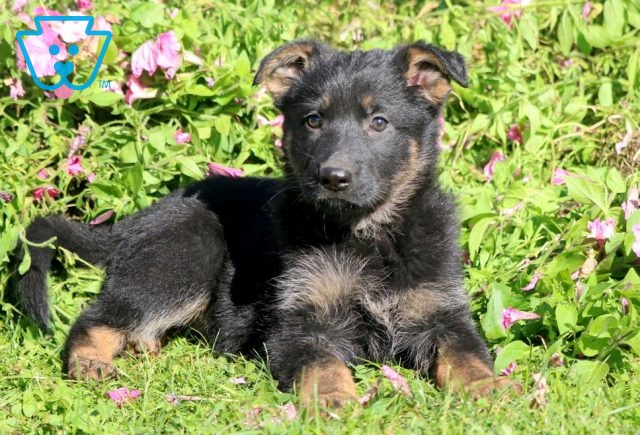 a german shepherd puppy for sale