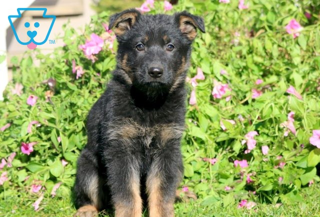 Binky German Shepherd 1-001