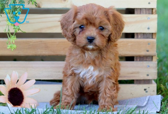 Blake Cavapoo 1-001