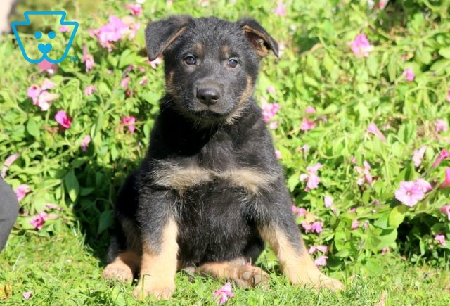 a german shepherd puppy for sale