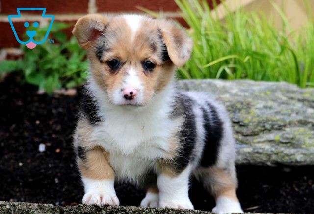 Breezie Corgi