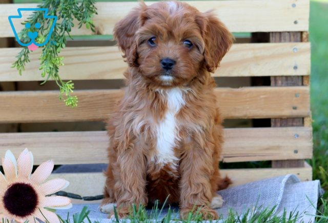 Brianna Cavapoo 1-001