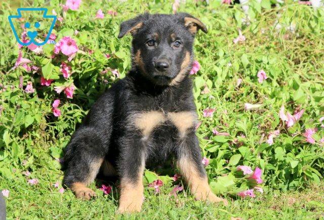 a german shepherd puppy for sale