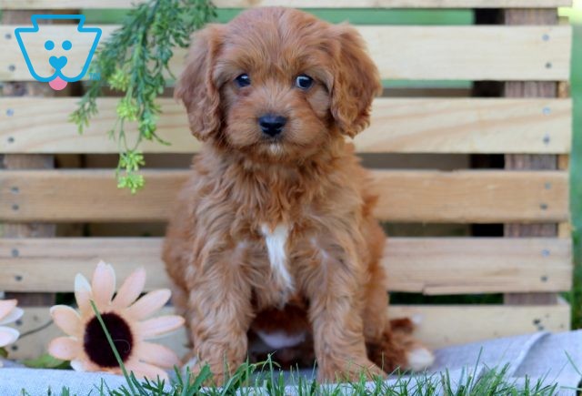 Buffy Cavapoo 1-001