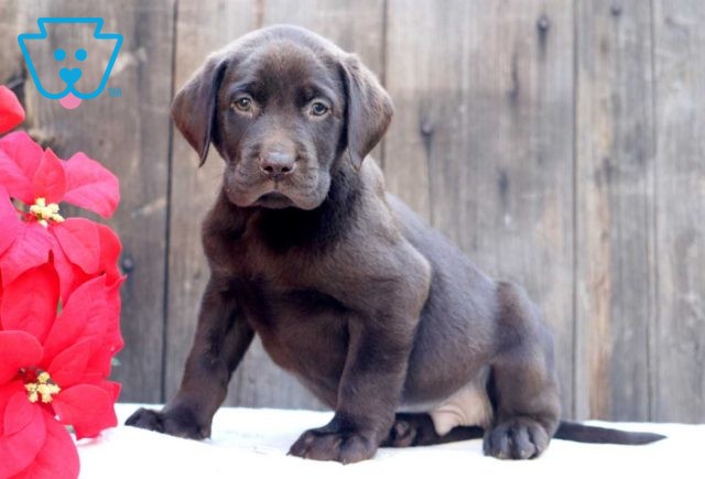 Calvin Choc Lab