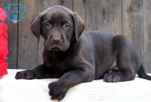 Calvin Choc Lab2