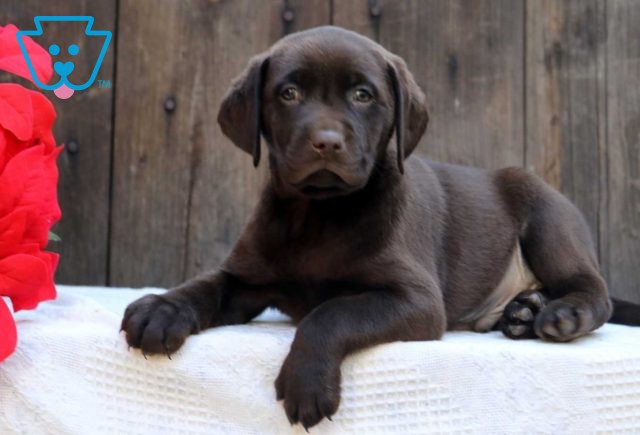 Cameo Choc Lab2