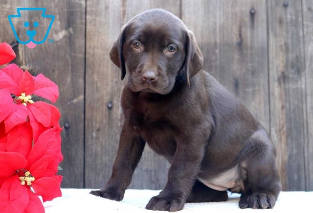 Charity Choc Lab