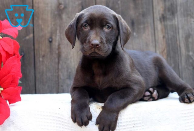 Charity Choc Lab2