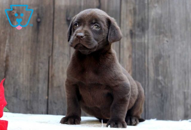 Charm Choc Lab