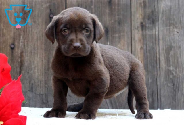 Charm Choc Lab2