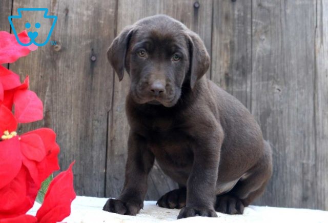 Cheerio Choc Lab